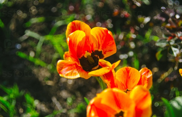Orange flowers in the village garden in spring time, stock photo