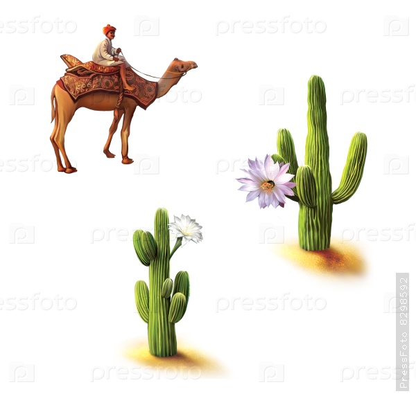 Desert, Bedouin on camel, saguaro cactus with flowers, Opuntia cactus, Natural habitat