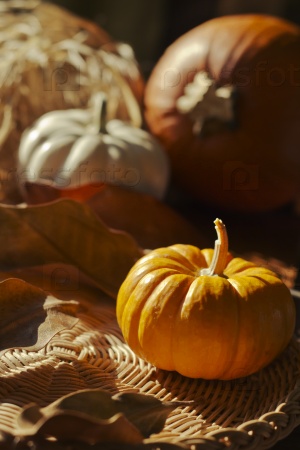 Thanksgiving Background with Pumpkins. Retro card