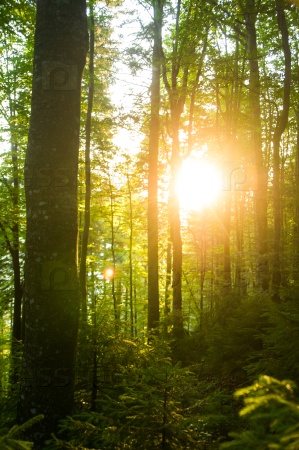 Beautiful green pine trees on Carpathian mountains in Ukraine. the sun shining through the tree trunks