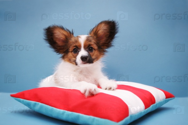 Papillon on a pillow on a blue background