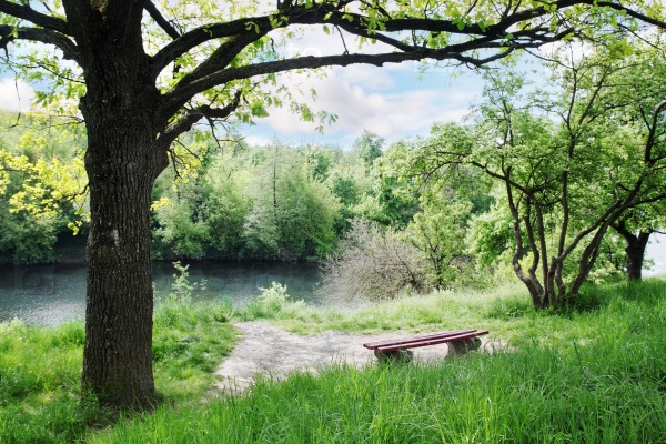 Spring Landscape. Bench under a tree by the river