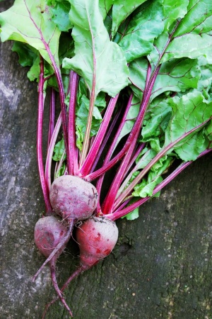beet on the wooden