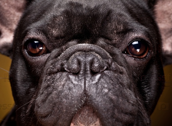 Portrait of french bulldog  on dark yellow background