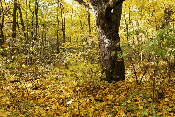 the trees growing in the territory of the wood (park) in an autumn season