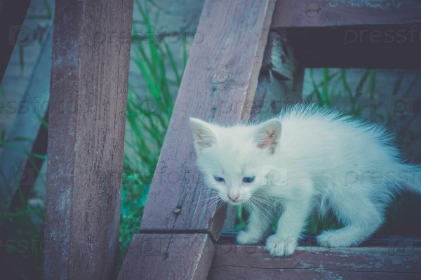 Adorable white kitten playing on the old wooden stairs, vintage effect.