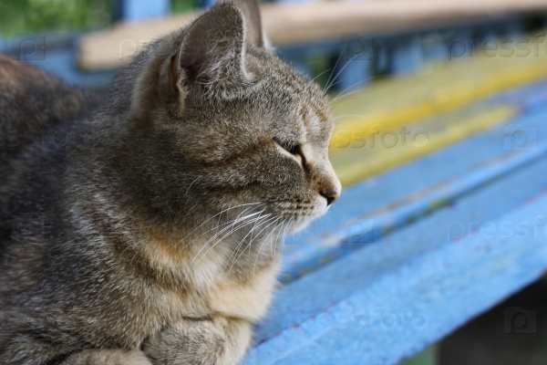 Adult tabby cat lays on the old bench with half-shut eyes