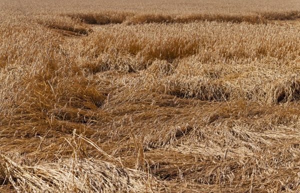 destroyed wheat