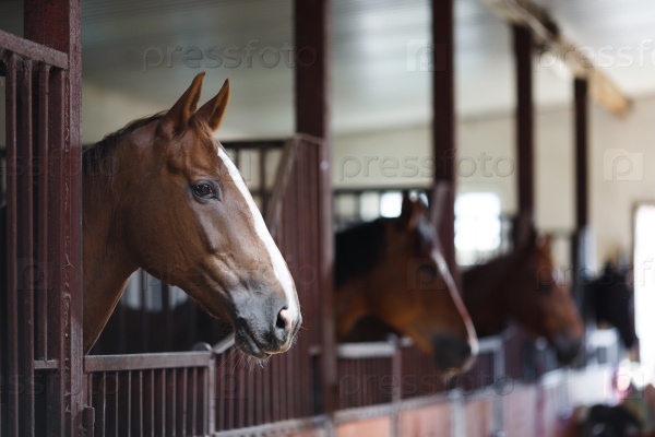 Head of horse looking over the stable doors on the background of other horses