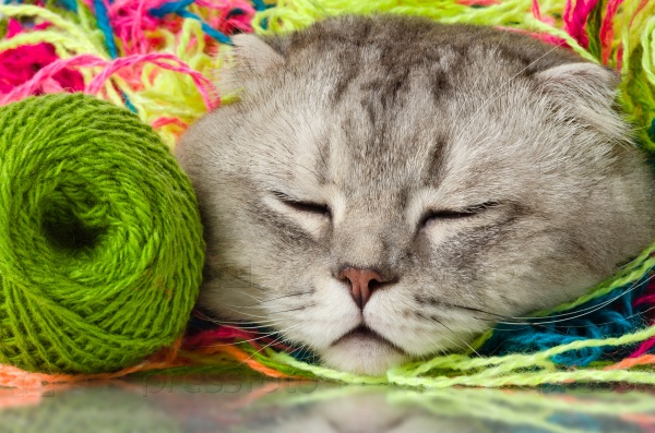 the grey adult cat with  many multi-coloured clew,  on white  background , isolated, sleep