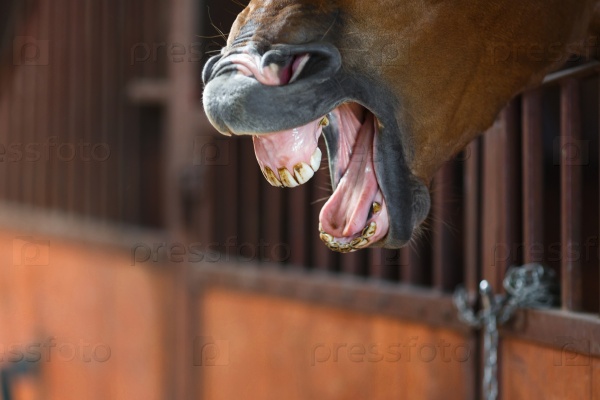 The yawning horse over the stable doors