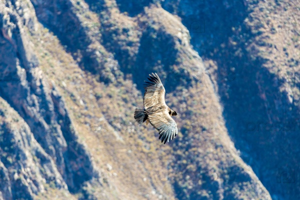 Flying condor over Colca canyon,Peru,South America. This is a condor the biggest flying bird on earth