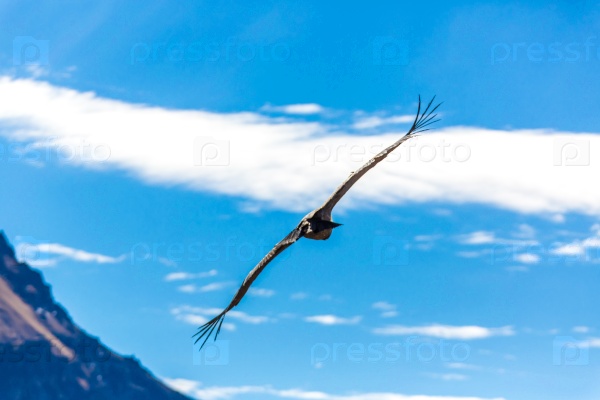 Flying condor over Colca canyon, Peru, South America. This condor the biggest flying bird on earth
