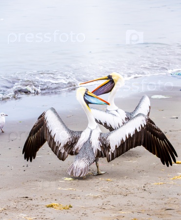 Pelicans on Ballestas Islands, Peru South America in Paracas National park.Flora and fauna