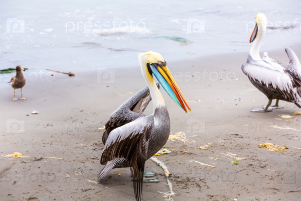 Pelican on Ballestas Islands, Peru South America in Paracas National park.Flora and fauna