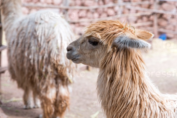 Peruvian  vicuna. Farm of llama,alpaca,Vicuna in Peru,South America. Andean animal.Llama is South American camelid