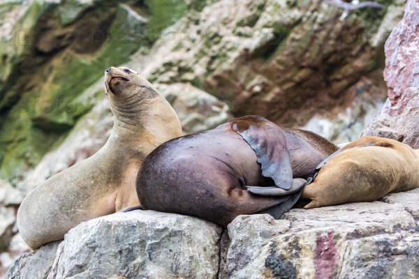 South American Sea lions relaxing on rocks of Ballestas Islands in Paracas National park,Peru. Flora and fauna