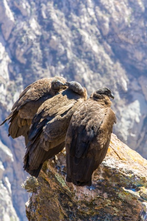 Three Condors at Colca canyon sitting, Peru, South America. This is a condor the biggest flying bird on earth