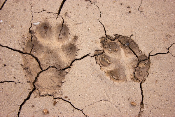Dogs footprints