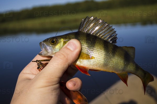 Perch in the hand