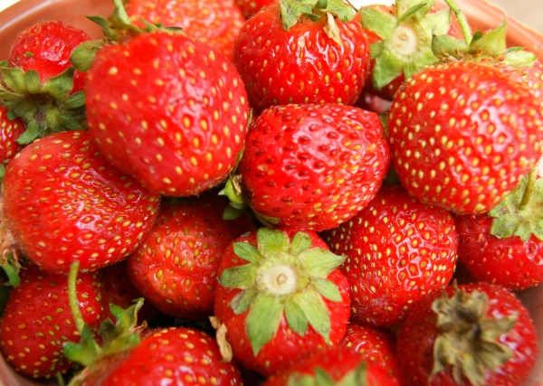 Much ripe berries strawberries.Ripe red berry strawberries