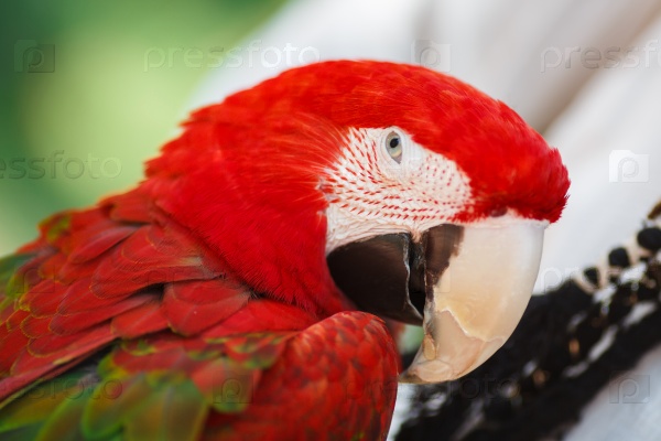 Close up portrait of a colourful parrot