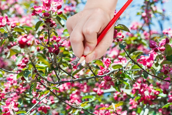 pencil draws red flowers on apple tree in spring