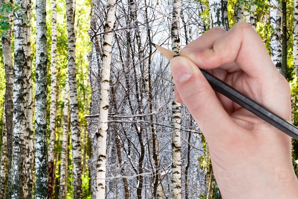 pencil draws bare birches in winter forest