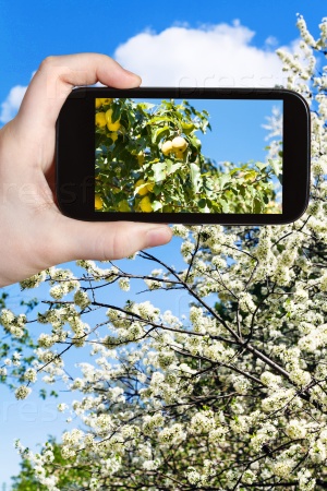 photo of ripe yellow apples on tree with blossoms