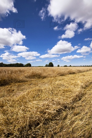 an agricultural field on which harvesting is carried out