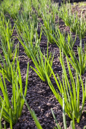 an agricultural field on which grow up green onions