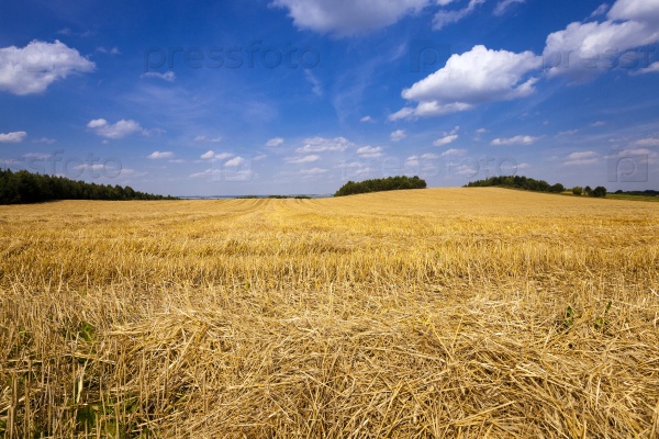 agricultural field on which there passed the harvest company of wheat