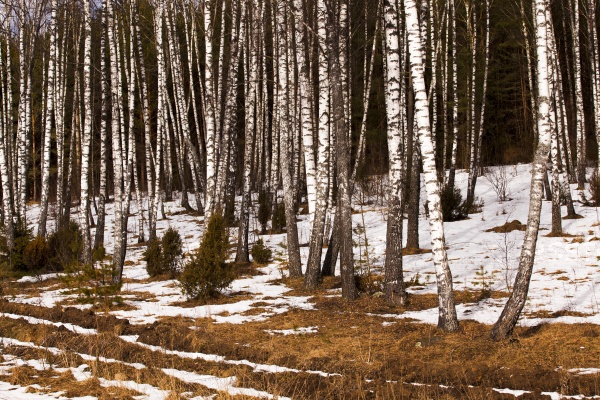 the trees growing in the wood in a winter season