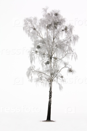 The birch, growing in the field in a winter season