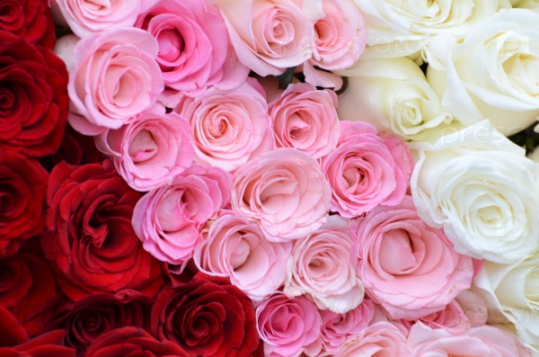 Pink, white, red roses background