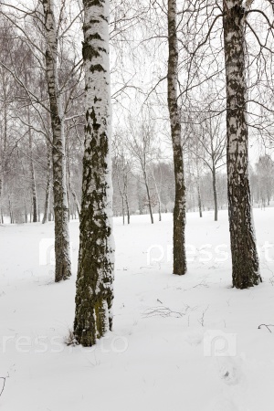 the trees covered with snow, growing in a winter season