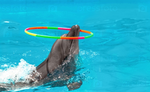 Glad beautiful dolphin in blue water in the swimming pool on a bright sunny day twist Gymnastic circle on his nose on the representation