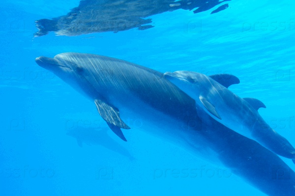 Dolphin mother with her little dolphin swims in the pool. Child is having fun in the water and have fun playing