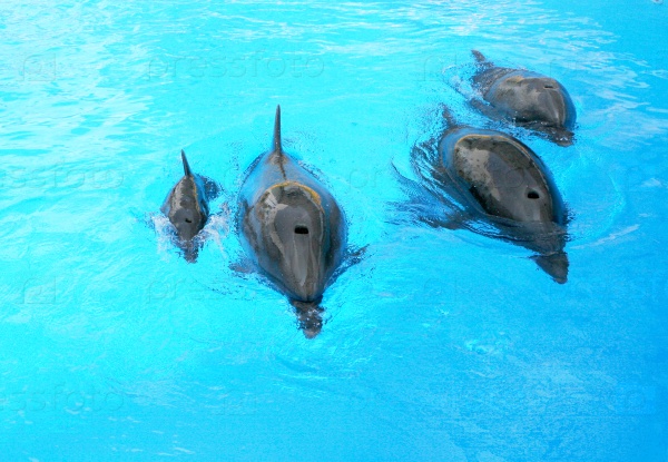 Family of dolphins, mother and father with his young dolphin swims in the pool. Child is having fun in the water and have fun playing