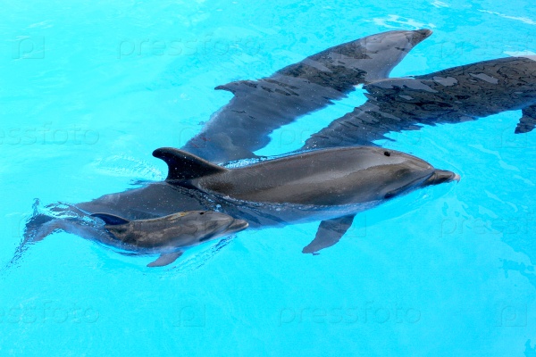 Family of dolphins, mother and father with his young dolphin swims in the pool. Child is having fun in the water and have fun playing