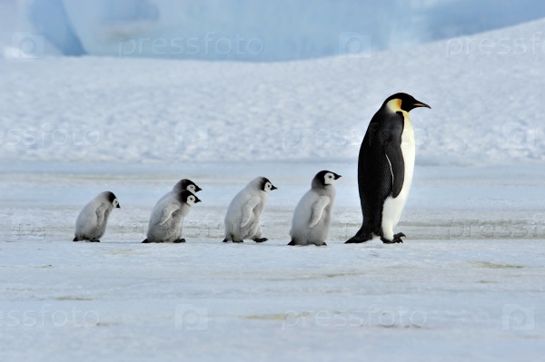 Emperor Penguin with chicks Snow Hill, Antarctica 2010 on the\
icebreaker Kapitan Khlebnikov