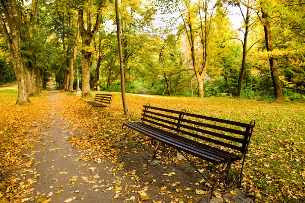 bench located near the walkway in the park (in the autumn time of year)