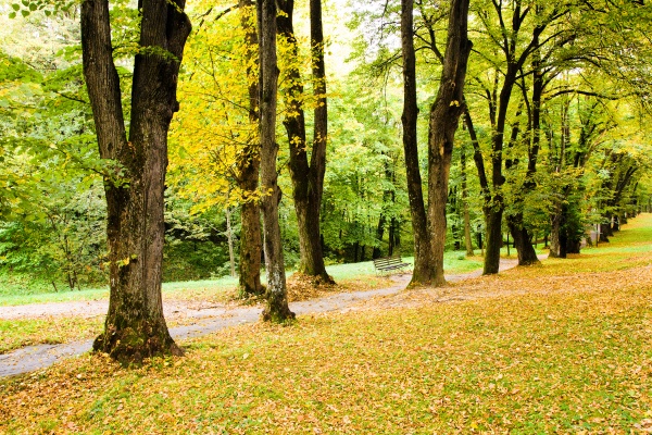 Trees growing nearby in an autumn season