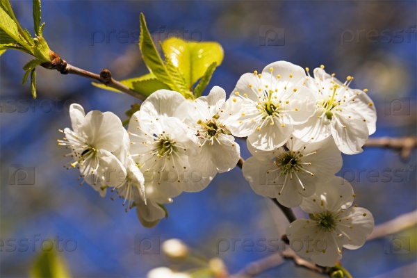 the small flowers of an apple-tree photographed by a close up. small depth of sharpness