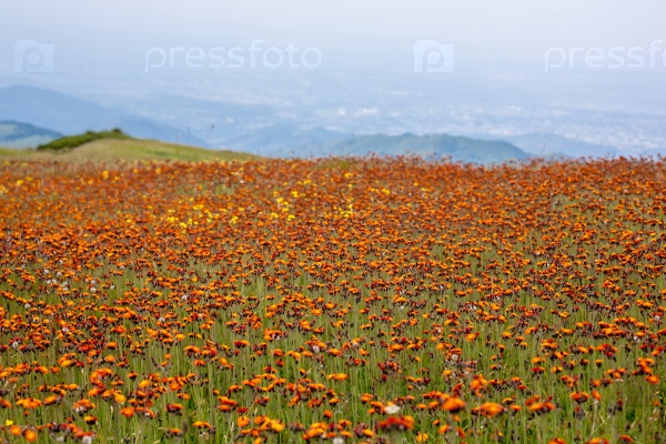 meadow orange flowers