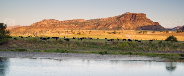 Desert River Ranch Black Angus Cattle Livestock