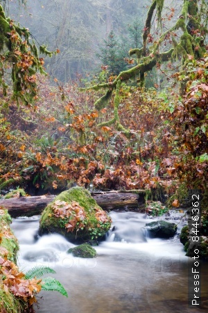 The leaves change and fall into the river in Northwestern Oregon