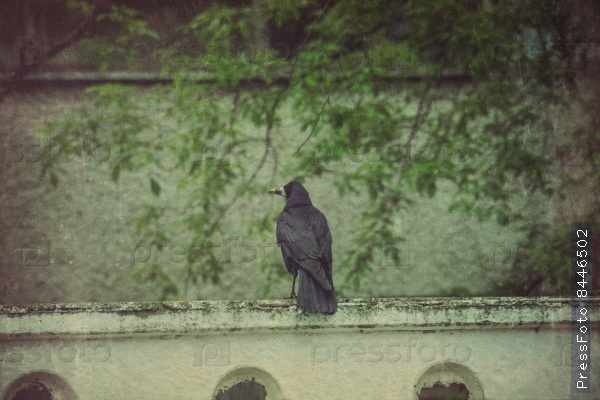 Retro Wild Black Raven