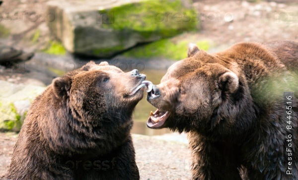 Two Brown Grizzly Bears Play Around North American Animal Wildlife