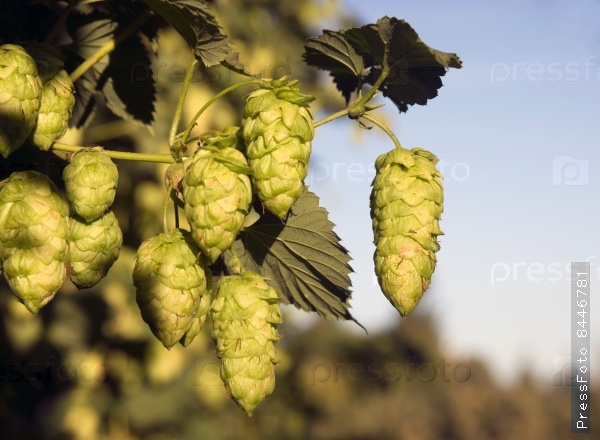 Hops Plants Buds Growing in Farmer\'s Field Oregon Agriculture Beer Ingredient